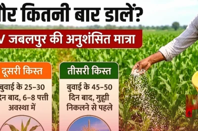 मक्का की खेती: 20-25 दिन की फसल के लिए जरूरी खाद और देखभाल के टिप्स