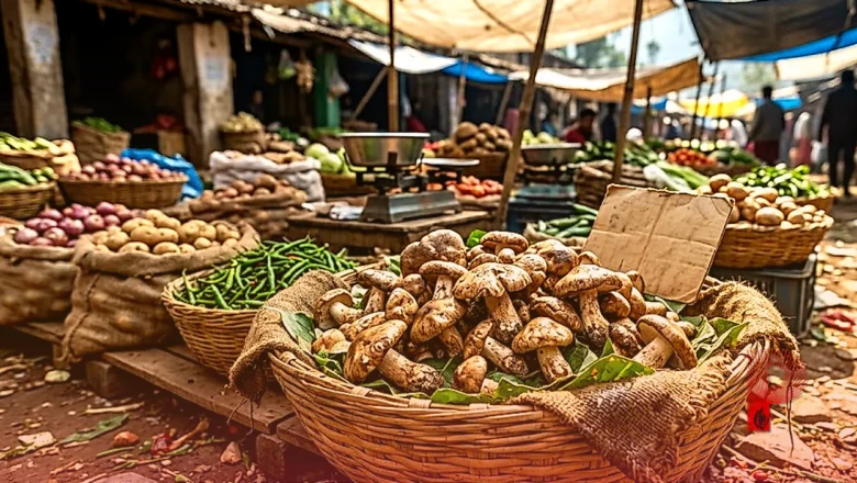 जंगलों से निकली पिहरी की बाजार में भारी मांग, स्वाद में चिकन को मात देने वाली इस सब्जी की कीमत ₹1000 किलो
