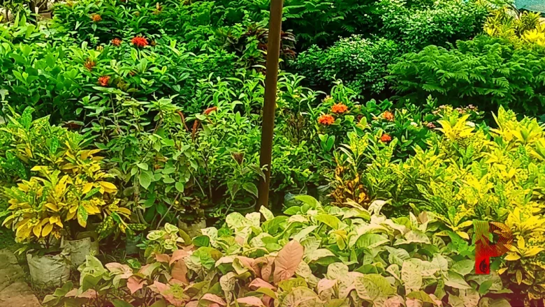 35 हजार की पूंजी से शुरू किया नर्सरी का काम, आज हर महीने लाखों की कमाई का सपना कर रहे हैं पूरा