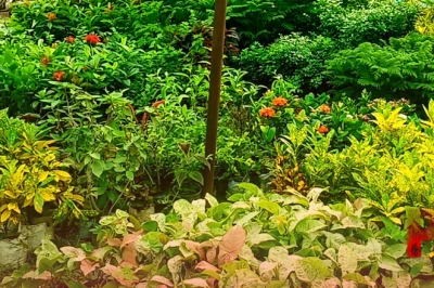35 हजार की पूंजी से शुरू किया नर्सरी का काम, आज हर महीने लाखों की कमाई का सपना कर रहे हैं पूरा