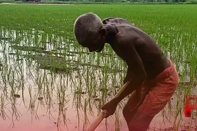 सूखे से बेहाल किसानों के लिए बड़ी राहत, प्रधानमंत्री कृषि सिंचाई योजना से सिंचाई का खर्च होगा आधा