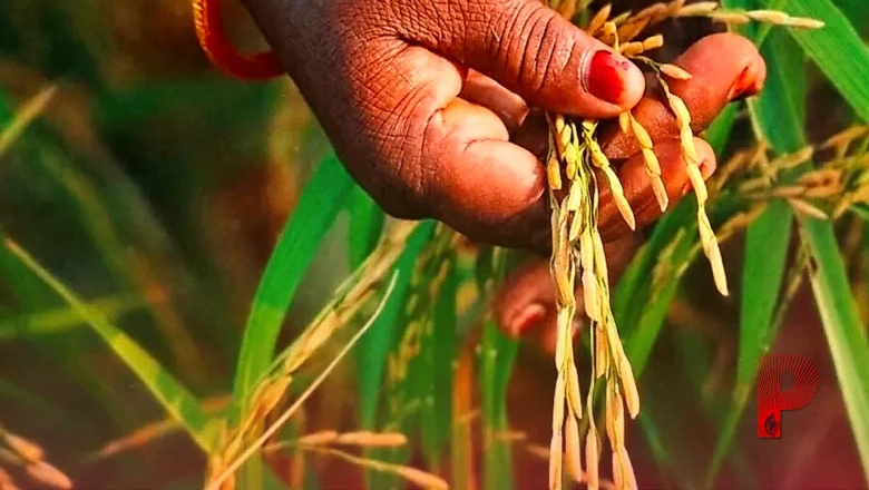 बासमती धान की फसल पर मंडराया कीटों का संकट, इन आसान उपायों से करें बचाव