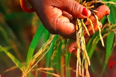 बासमती धान की फसल पर मंडराया कीटों का संकट, इन आसान उपायों से करें बचाव