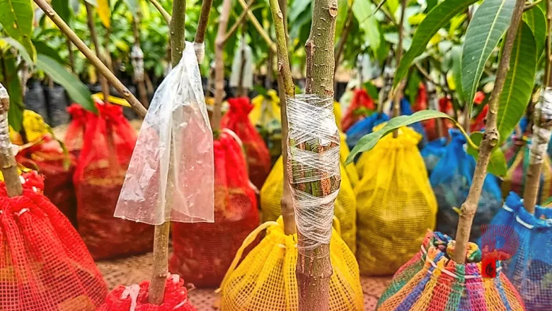 आम की गुठली फेंकने से पहले जान लें ये तरीका, बीजू पौधे पर ऐसे तैयार करें मनपसंद कलम, जानें कृषि वैज्ञानिक से