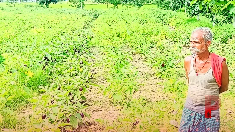दरभंगा के किसान वकील यादव की कमाल की खेती: 10 कट्ठा जमीन से हर दिन ले रहे 300 किलो बैंगन की बंपर पैदावार