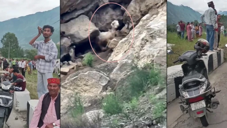 कुल्लू में अंधविश्वास या आस्था? गुफा से दिन में दो बार निकलने वाली बकरी को लोग मान रहे 'देवी का चमत्कार', उमड़ रही भारी भीड़