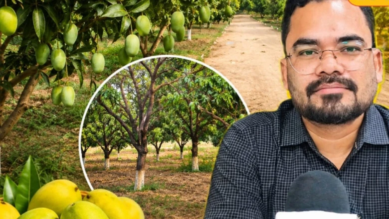 आम की खेती करने वाले किसानों की मौज, फल का बगीचा लगाने पर सरकार देगी 95 हजार रुपये का अनुदान