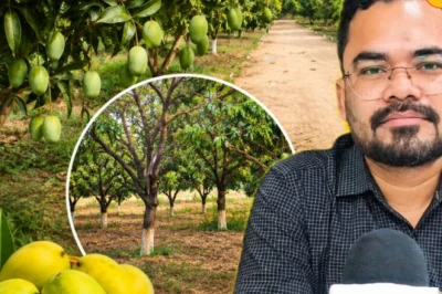 आम की खेती करने वाले किसानों की मौज, फल का बगीचा लगाने पर सरकार देगी 95 हजार रुपये का अनुदान