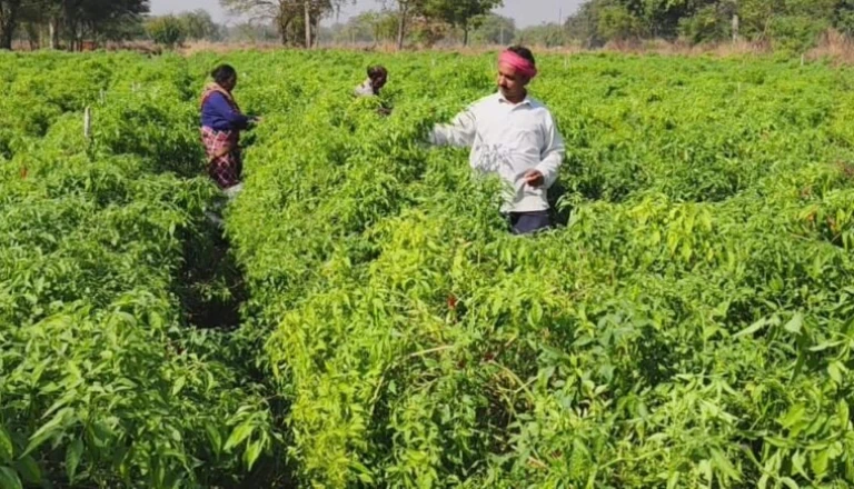 मेंथा की खेती से बदली चंपारण के किसान की तस्वीर, सालाना 1500000 रुपये की हो रही कमाई