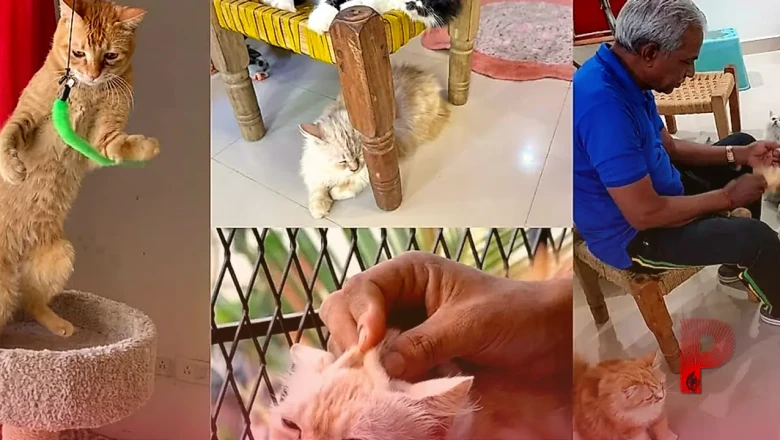 हैदराबाद में खुला देश का पहला 'कैट थेरेपी सेंटर', 55 बिल्लियों के साथ समय बिताकर तनाव दूर कर रहे हैं लोग