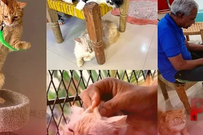 हैदराबाद में खुला देश का पहला 'कैट थेरेपी सेंटर', 55 बिल्लियों के साथ समय बिताकर तनाव दूर कर रहे हैं लोग