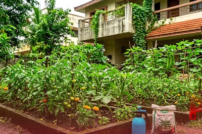 मानसून में पौधों को कीटों से बचाने का तरीका: बारिश के दौरान अपनी बगिया को सुरक्षित रखने के लिए अपनाएं ये आसान टिप्स