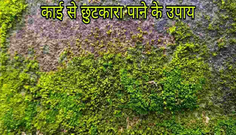 फर्श पर जमी जिद्दी काई से हैं परेशान? बागेश्वर की सुनीता ने बताया चुटकियों में सफाई का अचूक उपाय