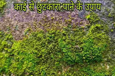 फर्श पर जमी जिद्दी काई से हैं परेशान? बागेश्वर की सुनीता ने बताया चुटकियों में सफाई का अचूक उपाय