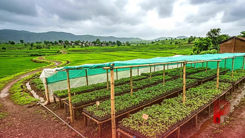 बारिश के मौसम में टमाटर से बढ़ाएं कमाई, नर्सरी तैयार करते समय न करें ये गलतियां