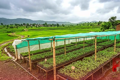 बारिश के मौसम में टमाटर से बढ़ाएं कमाई, नर्सरी तैयार करते समय न करें ये गलतियां