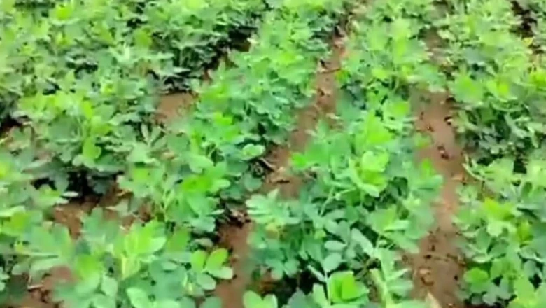 मूंगफली की खेती: बारिश के मौसम में फसल को रोगों से बचाने के लिए अपनाएं ये जरूरी उपाय
