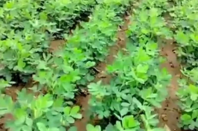मूंगफली की खेती: बारिश के मौसम में फसल को रोगों से बचाने के लिए अपनाएं ये जरूरी उपाय