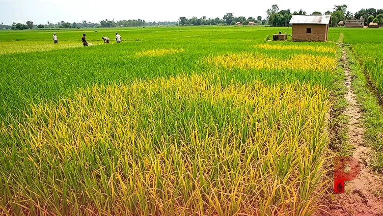 धान की फसल में पत्तियों का पीला पड़ना हो सकता है खैरा रोग का संकेत, अपनाएं ये उपाय
