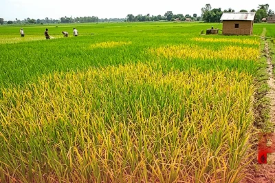 धान की फसल में पत्तियों का पीला पड़ना हो सकता है खैरा रोग का संकेत, अपनाएं ये उपाय