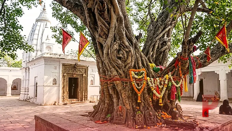 शिवहर के बाबा भुवनेश्वर नाथ मंदिर में चमत्कार, 300 साल पुराने नीम-पीपल के पेड़ में दिखती है शिव-शक्ति की झलक