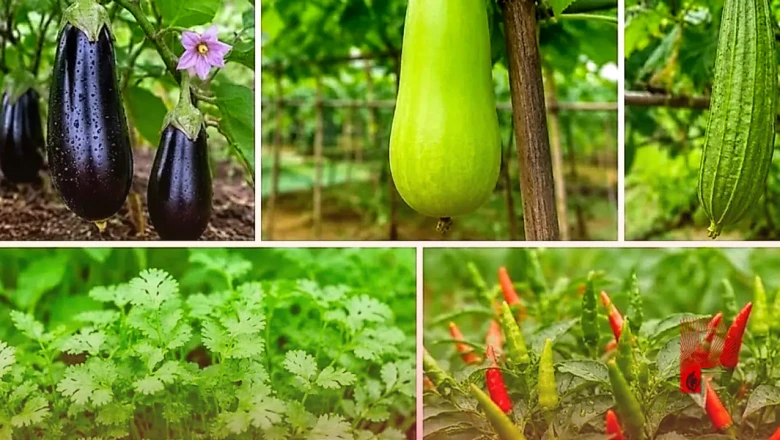 अगस्त के महीने में अपने किचन गार्डन को बनाएं हरा-भरा, घर पर उगाएं ताजी और जैविक सब्जियां