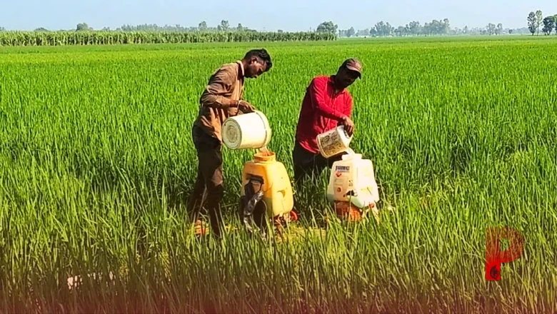 शाहजहांपुर के किसानों के लिए खुशखबरी: बागवानी और आधुनिक खेती पर मिलेगा लाखों का अनुदान