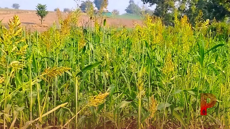 धान की खेती में देरी से हैं परेशान? तो खेत में उगाएं ये 4 खास मोटे अनाज, कम पानी में होगी मोटी कमाई