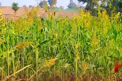 धान की खेती में देरी से हैं परेशान? तो खेत में उगाएं ये 4 खास मोटे अनाज, कम पानी में होगी मोटी कमाई