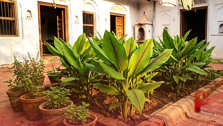 घर के आंगन में उगाएं औषधीय कचूर, खुशबूदार पत्तियों से मिलेगा इत्र जैसा लाभ