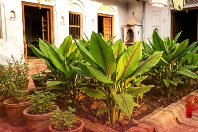 घर के आंगन में उगाएं औषधीय कचूर, खुशबूदार पत्तियों से मिलेगा इत्र जैसा लाभ