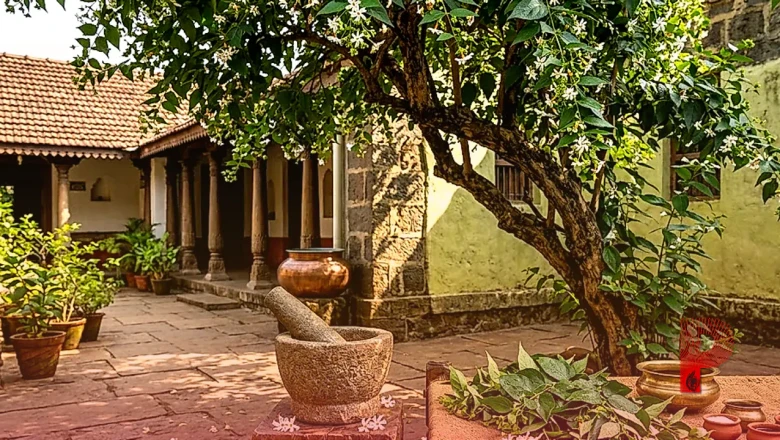 पारिजात के पत्ते सेहत के लिए हैं वरदान, लेकिन इस्तेमाल से पहले जान लें ये जरूरी बातें