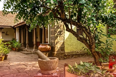 पारिजात के पत्ते सेहत के लिए हैं वरदान, लेकिन इस्तेमाल से पहले जान लें ये जरूरी बातें