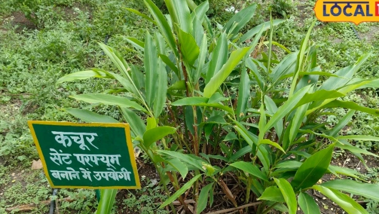 घर के आंगन में उगाएं औषधीय कचूर, खुशबूदार पत्तियों से मिलेगा इत्र जैसा लाभ