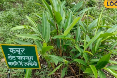 घर के आंगन में उगाएं औषधीय कचूर, खुशबूदार पत्तियों से मिलेगा इत्र जैसा लाभ