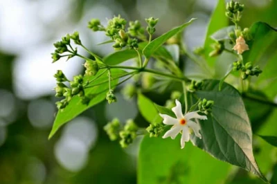 पारिजात के पत्ते सेहत के लिए हैं वरदान, लेकिन इस्तेमाल से पहले जान लें ये जरूरी बातें