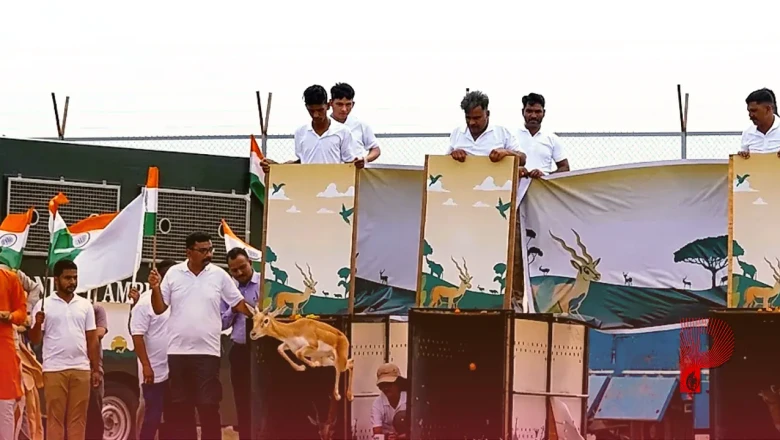 80वें स्वतंत्रता दिवस पर बन्नी घास के मैदानों में गूंजी काले हिरणों की वापसी, वंतारा और वन विभाग का सफल मिशन