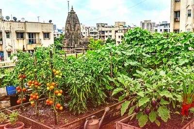 अगस्त के महीने में अपने किचन गार्डन में उगाएं ये 5 सब्जियां, मिलेगा ताजी उपज का फायदा