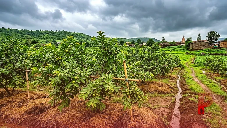 मानसून के दौरान अमरूद की खेती को कैसे सुरक्षित रखें, अपनाएं ये खास टिप्स