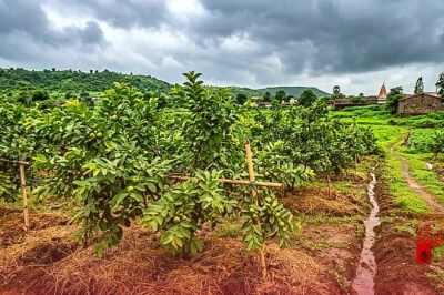मानसून के दौरान अमरूद की खेती को कैसे सुरक्षित रखें, अपनाएं ये खास टिप्स
