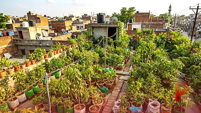छपरा के नरेंद्र सिंह ने अपनी छत को बनाया हरा-भरा बगीचा, उगाए हजारों औषधीय और फलदार पौधे