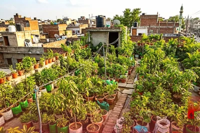 छपरा के नरेंद्र सिंह ने अपनी छत को बनाया हरा-भरा बगीचा, उगाए हजारों औषधीय और फलदार पौधे