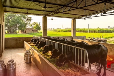 खेती के साथ अपनाएं ये बिजनेस, कम लागत में बंपर कमाई का तरीका