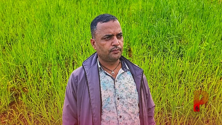सरगुजा: मेझरी की पारंपरिक खेती का जलवा बरकरार, कम खर्च में मिलता है बंपर मुनाफा