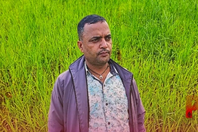सरगुजा: मेझरी की पारंपरिक खेती का जलवा बरकरार, कम खर्च में मिलता है बंपर मुनाफा