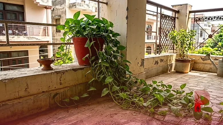 घर में मनी प्लांट जमीन को छू रहा है तो सावधान, वास्तु शास्त्र के अनुसार है बड़ा अपशगुन