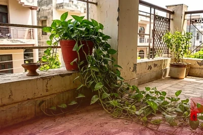 घर में मनी प्लांट जमीन को छू रहा है तो सावधान, वास्तु शास्त्र के अनुसार है बड़ा अपशगुन
