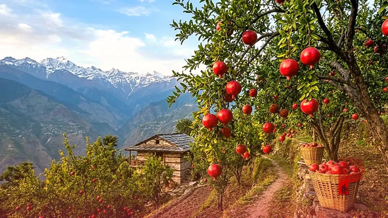 पहाड़ी दाड़िम: स्वाद और सेहत का अनोखा संगम, जानें इस सुपरफूड के जबरदस्त फायदे