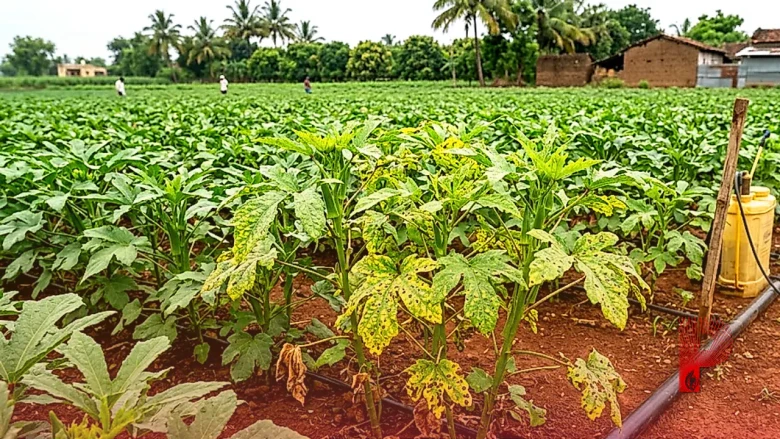 भिंडी की खेती में पीत सिरा मोजेक और सर्कोस्पोरा का खतरा, फसल बचाने के लिए अपनाएं ये जरूरी उपाय