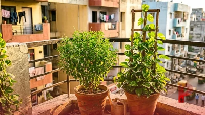 बालकनी में लगाएं ये 2 जादुई पौधे, घर में आएगी शांति और खुशहाली